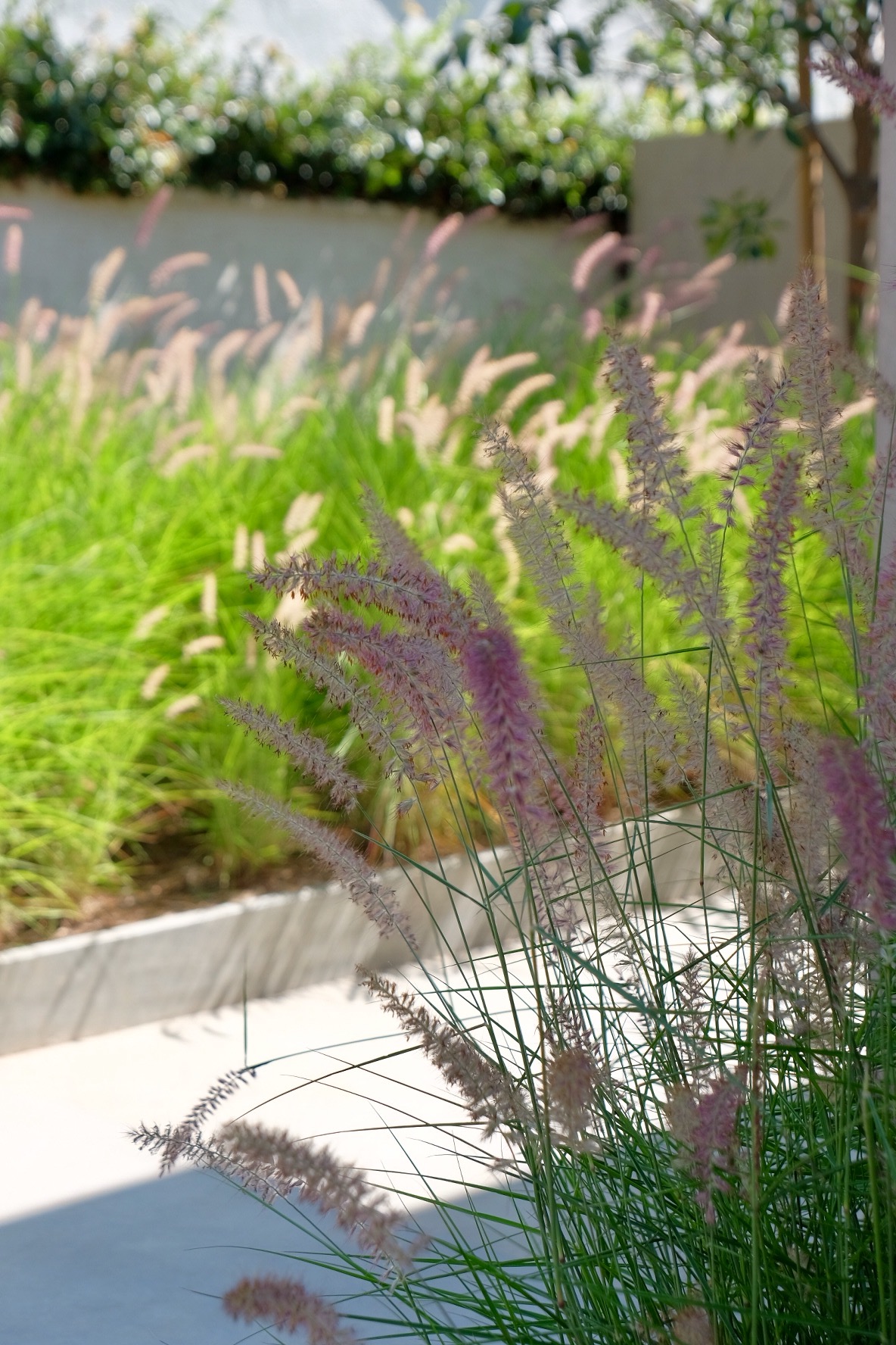 How to trim ornamental grasses a neat and simple method that won’t