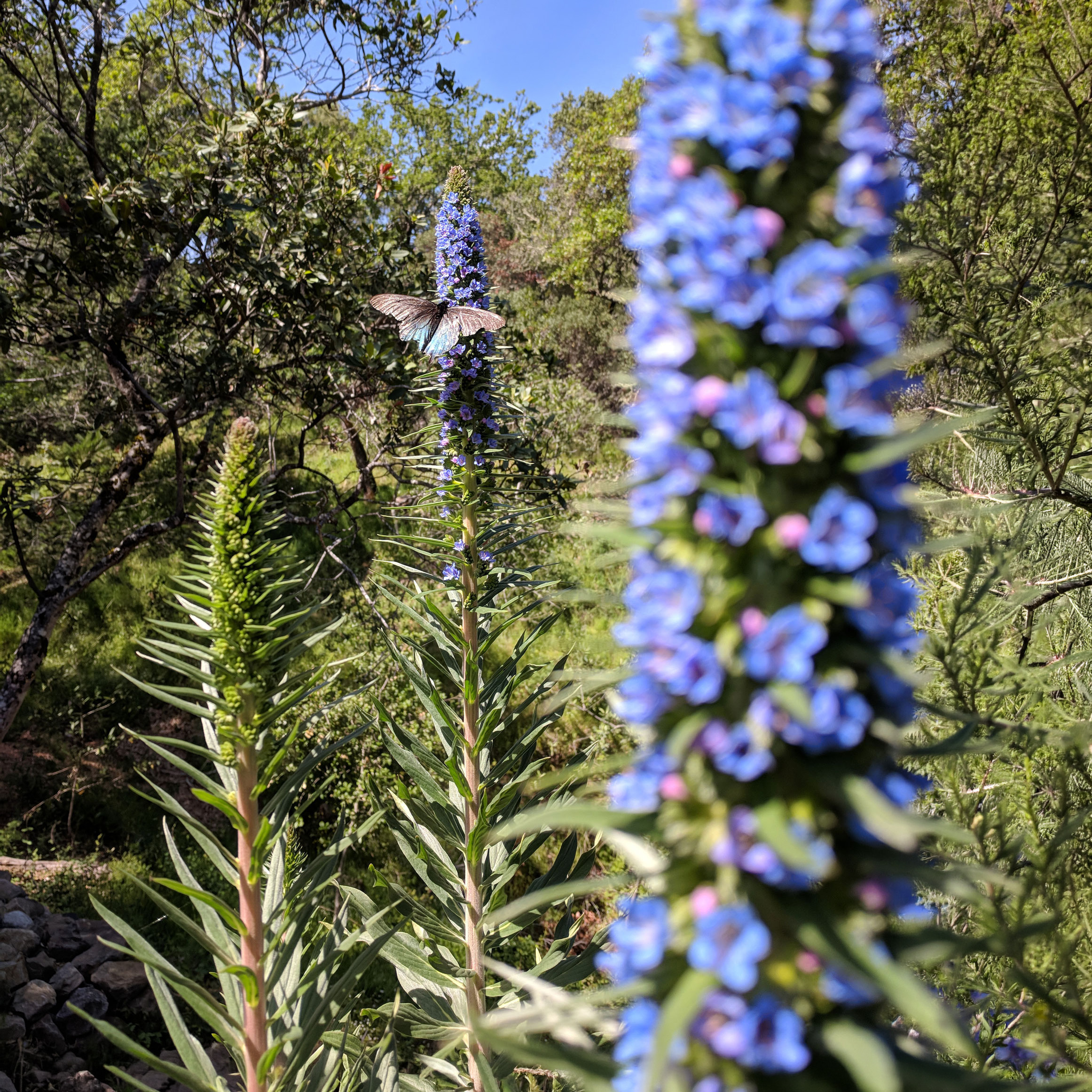 Flowers (4)